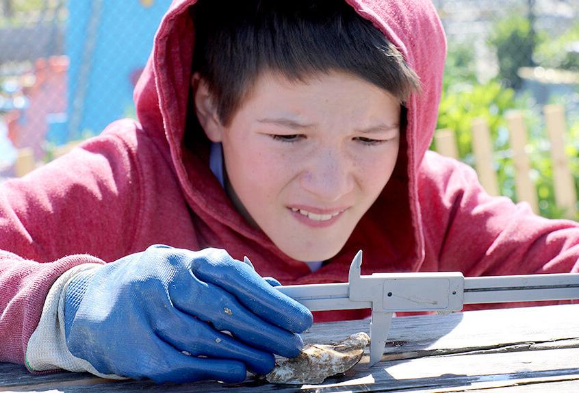 billion oyster project student measuring oysters