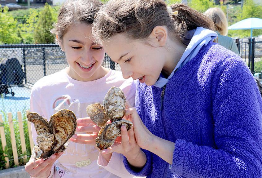 billion oyster project 2 students examining oysters